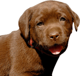 choc-lab-puppy