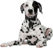 dalmation
