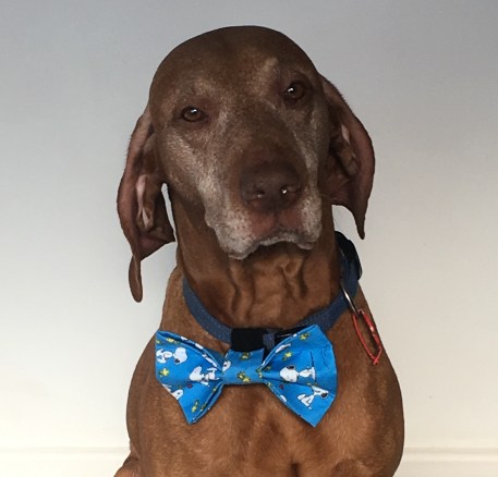 Duncan Bow Tie