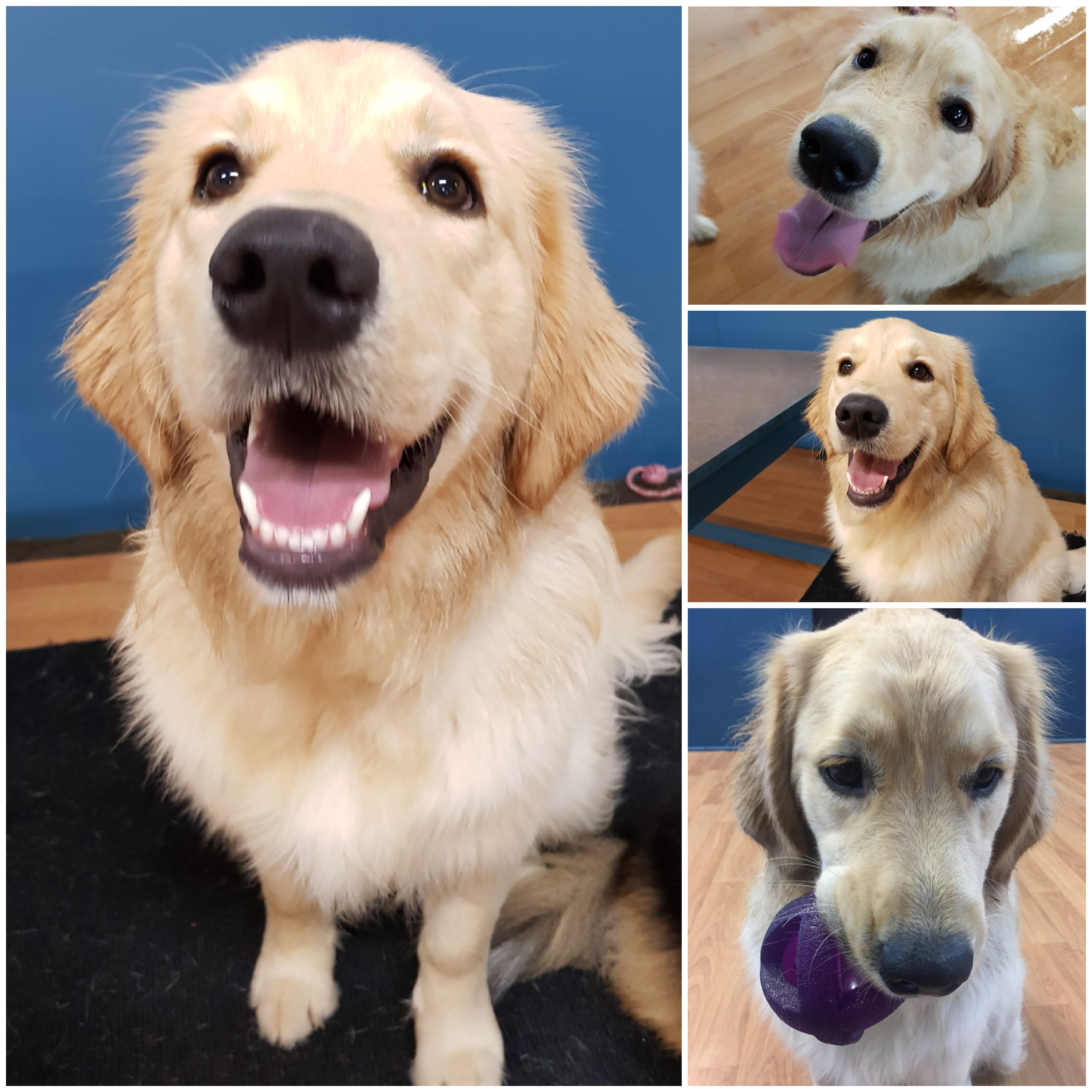 Pawfect Paxton Laughing Dog Day Care